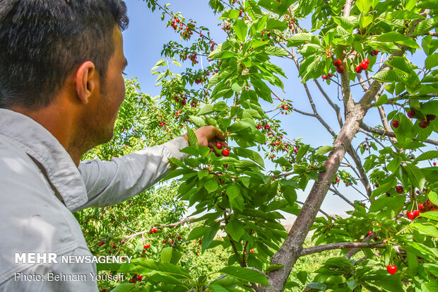 Harvesting cherry, sour cherry trees in Markazi Prov.
