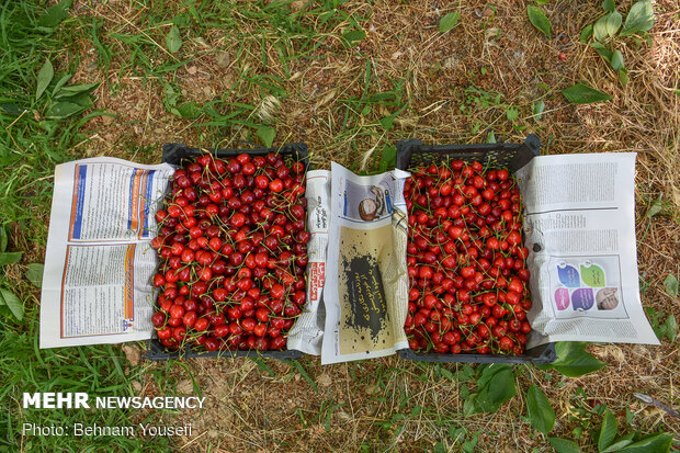 Harvesting cherry, sour cherry trees in Markazi Prov.
