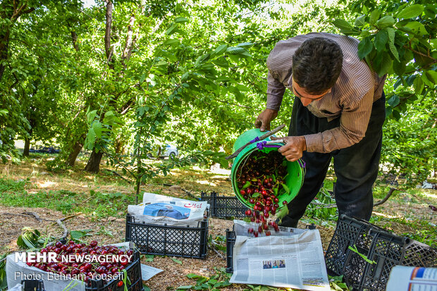 Harvesting cherry, sour cherry trees in Markazi Prov.
