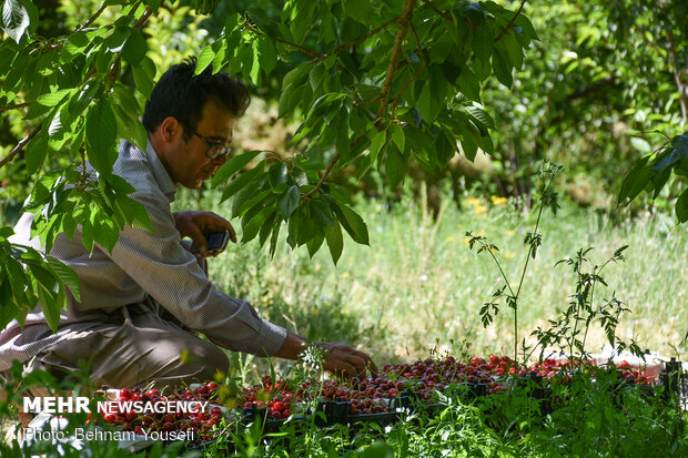 Harvesting cherry, sour cherry trees in Markazi Prov.
