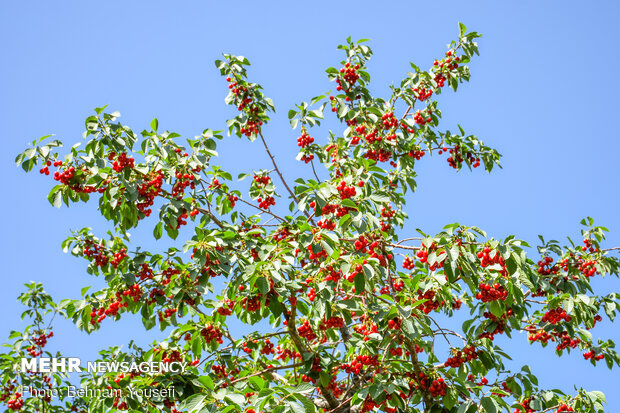 Harvesting cherry, sour cherry trees in Markazi Prov.
