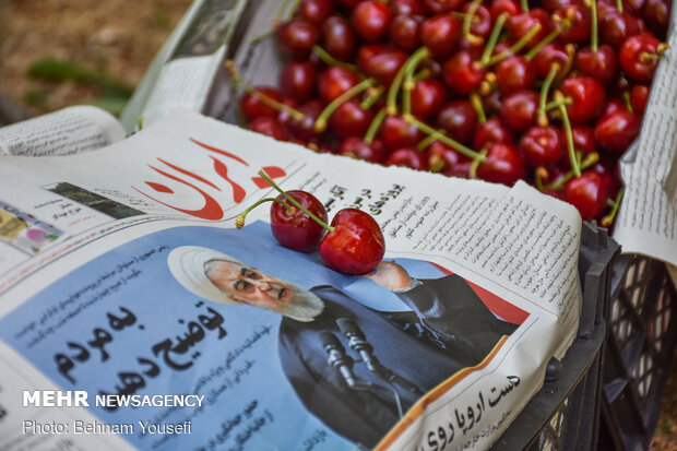 İran'da vişne ve kiraz hasadı başladı