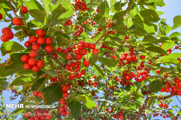 Harvesting cherry, sour cherry trees in Markazi Prov.
