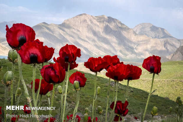 Eye-catching beauty of Lar National Park
