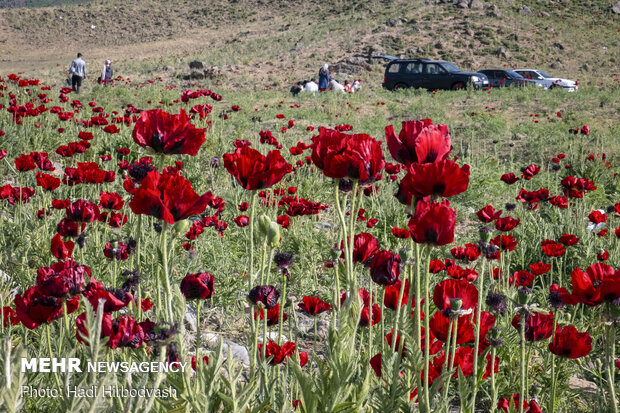 Eye-catching beauty of Lar National Park
