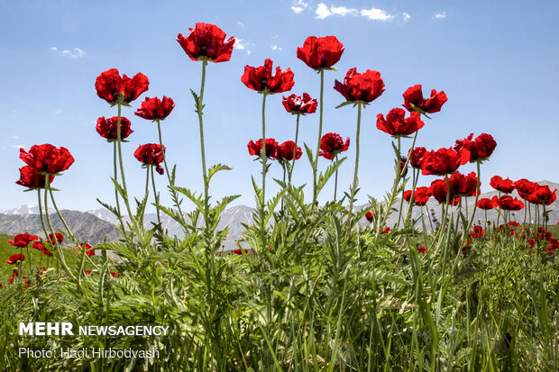 Eye-catching beauty of Lar National Park
