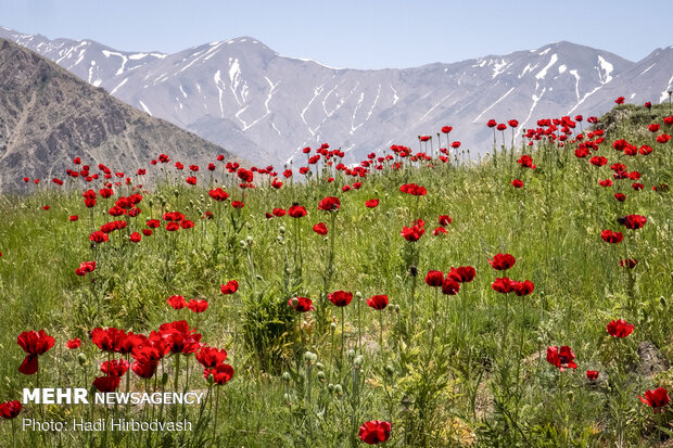 Eye-catching beauty of Lar National Park
