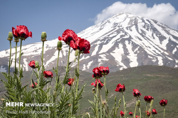 Eye-catching beauty of Lar National Park
