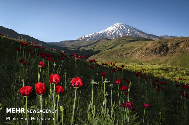 Eye-catching beauty of Lar National Park
