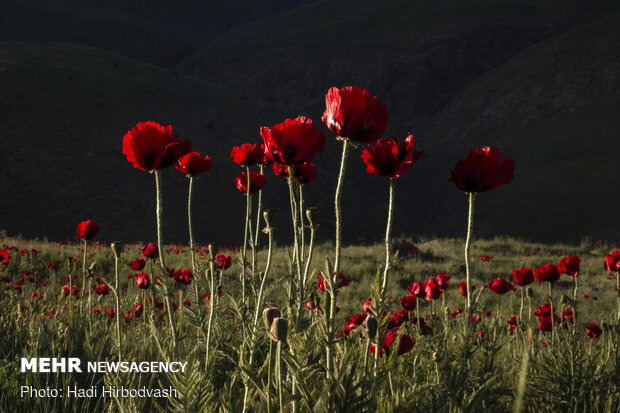 Eye-catching beauty of Lar National Park
