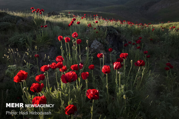 Eye-catching beauty of Lar National Park
