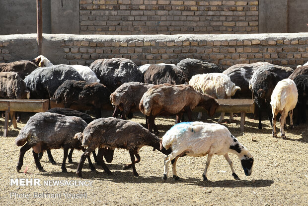 ۲۷۰ راس احشام قاچاق از نوع گوسفند در محور گچساران-شیراز کشف شد
