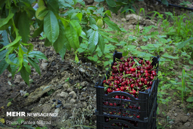 Harvesting cherry in Chaharmahal and Bakhtiari, SW Iran