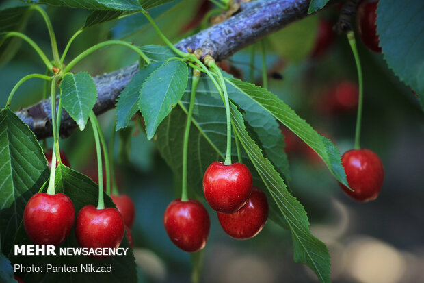 Harvesting cherry in Chaharmahal and Bakhtiari, SW Iran