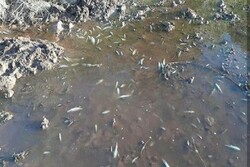 مرگ ماهیان رودخانه خرم‌آباد/ پای یک شرکت الکل‌سازی در میان است