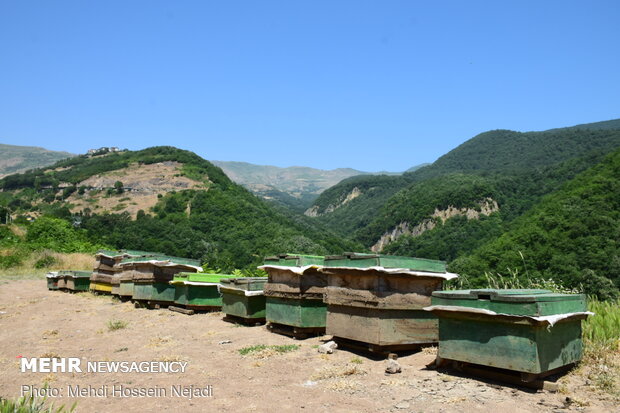 Producing honey in Heyran pass NW Iran 
