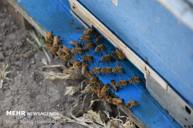 Producing honey in Heyran pass NW Iran 