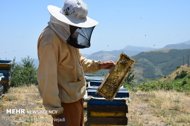استان فارس رتبه سوم تولید عسل را در اختیار دارد