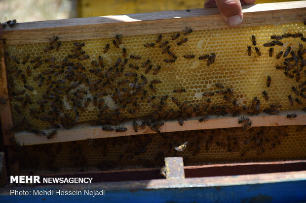 Producing honey in Heyran pass NW Iran 