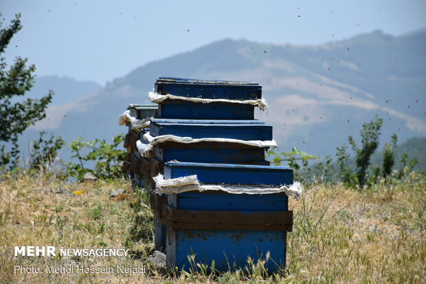 Producing honey in Heyran pass NW Iran 