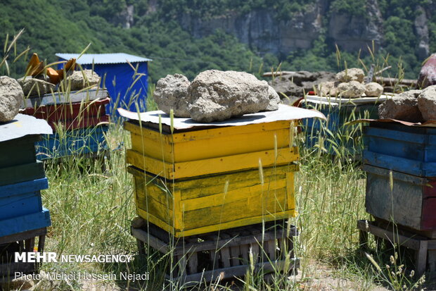 Producing honey in Heyran pass NW Iran 