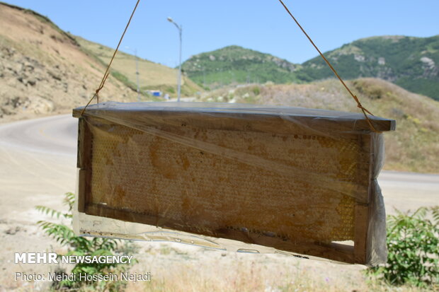 Producing honey in Heyran pass NW Iran 