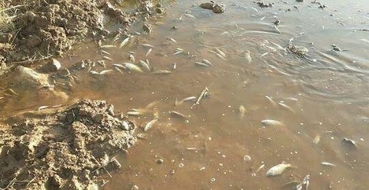 مرگ ماهیان رودخانه خرم‌آباد/ پای یک شرکت الکل‌سازی در میان است