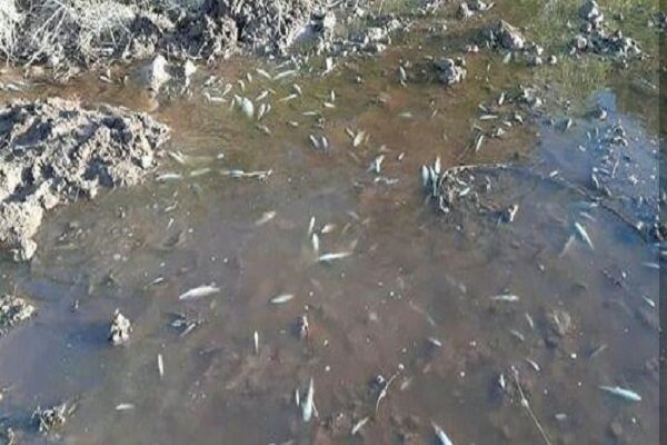 تلف شدن هزاران قلعه ماهی در پی خشک شدن هلیل رود