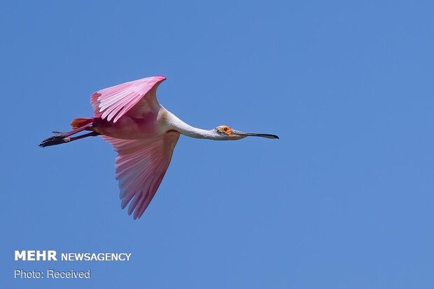 Roseate spoonbill birds