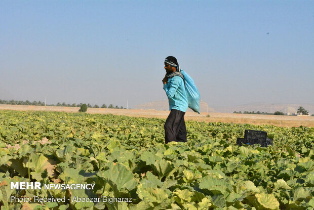 Harvesting cantaloupe on fields in Gerash, Fars province