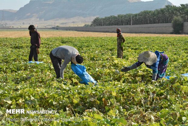 Harvesting cantaloupe on fields in Gerash, Fars province