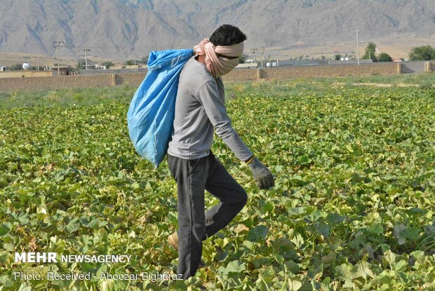 Harvesting cantaloupe on fields in Gerash, Fars province