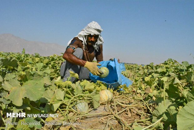 Harvesting cantaloupe on fields in Gerash, Fars province