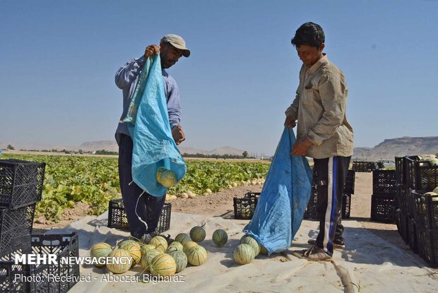 Harvesting cantaloupe on fields in Gerash, Fars province