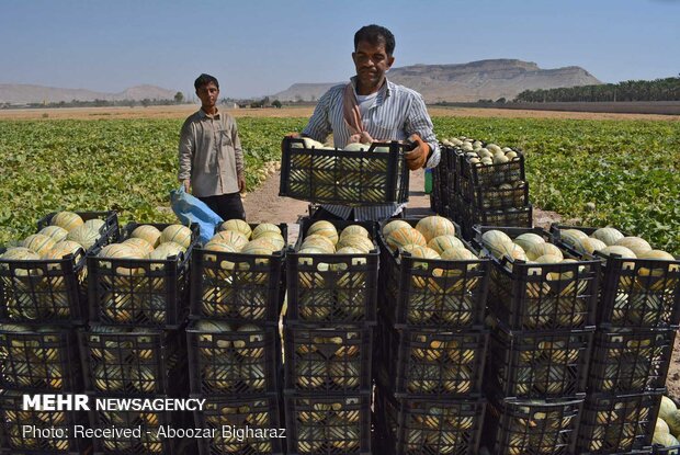 Harvesting cantaloupe on fields in Gerash, Fars province