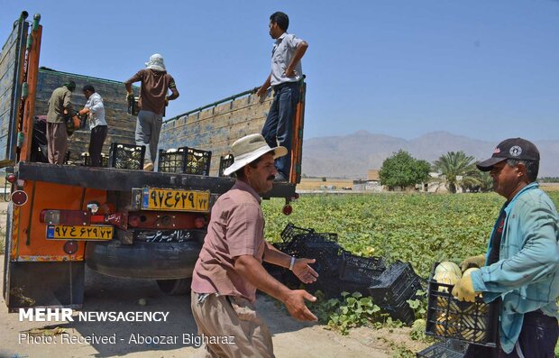 Harvesting cantaloupe on fields in Gerash, Fars province