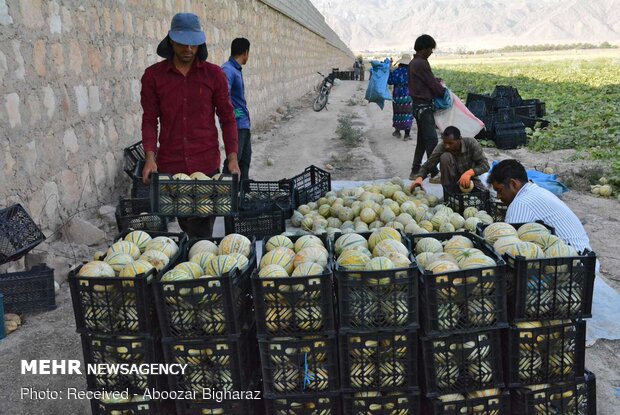 Harvesting cantaloupe on fields in Gerash, Fars province