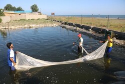 ۷۱۰ هزار قطعه بچه ماهی بومی در کارون شوشتر رهاسازی شد