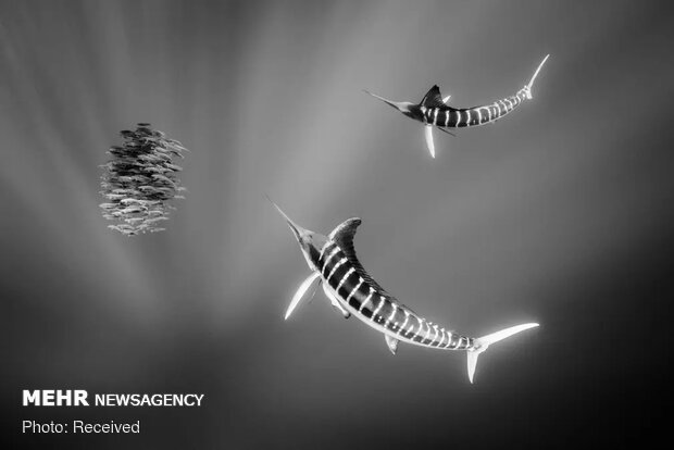 برندگان مسابقه عکاسی با موضوع آب ۲۰۲۰