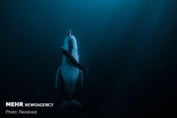 برندگان مسابقه عکاسی با موضوع آب ۲۰۲۰