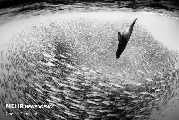 برندگان مسابقه عکاسی با موضوع آب ۲۰۲۰