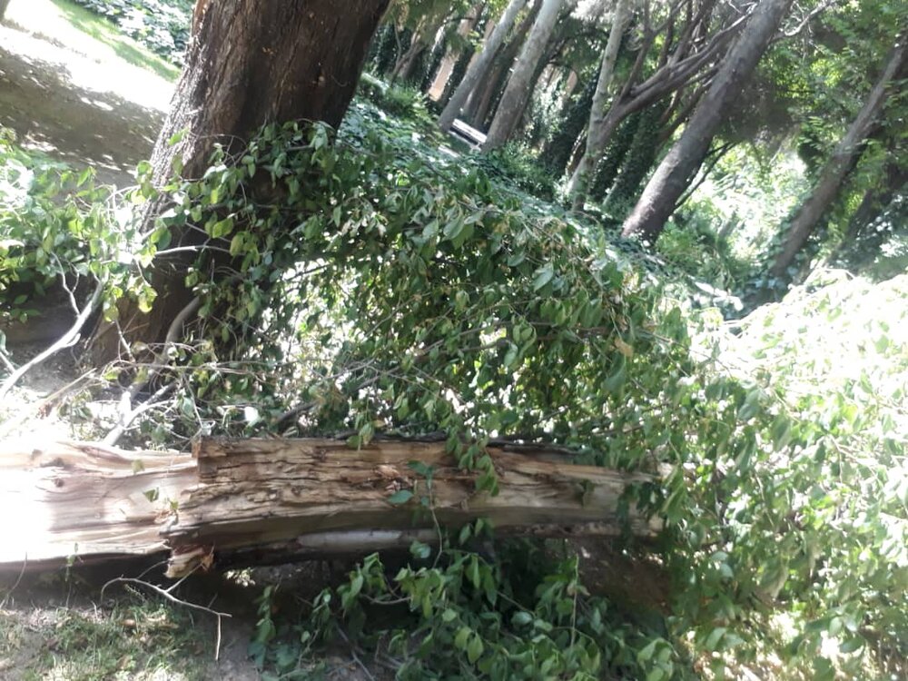 سقوط درخت سبب مصدومیت ۲ دانش آموز مینودشتی شد