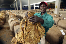 درآمد ۲۲۱ میلیون دلاری زیمباوه از فروش تنباکو