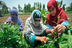 FAO calls for more innovative policies in Asia-Pacific to ensure food security, nutrition in the wake of COVID-19 