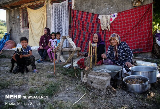 Golestan prov., hub of Iran’s silkworm farms