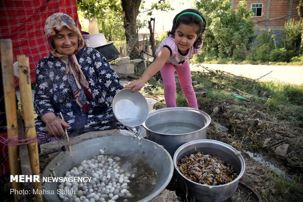 Golestan prov., hub of Iran’s silkworm farms