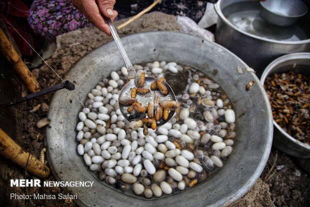 Golestan prov., hub of Iran’s silkworm farms