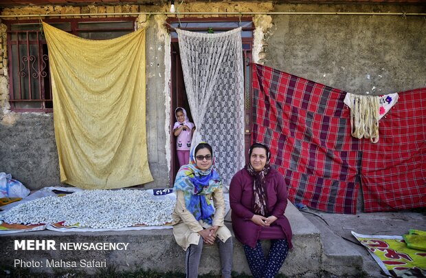 Golestan prov., hub of Iran’s silkworm farms