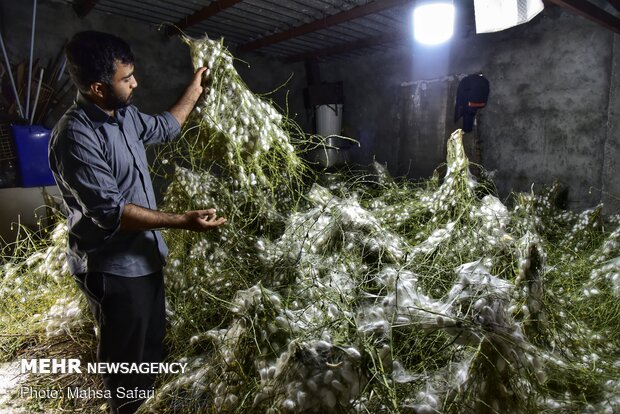 Golestan prov., hub of Iran’s silkworm farms