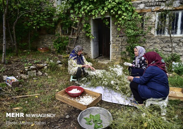 Golestan prov., hub of Iran’s silkworm farms